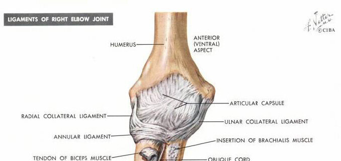 Elbow Joint (Articular) Capsule and Ligaments – Here the MCL is called the “Ulnar Collateral Ligament” and the LCL is called the “Radial Collateral Ligament”.